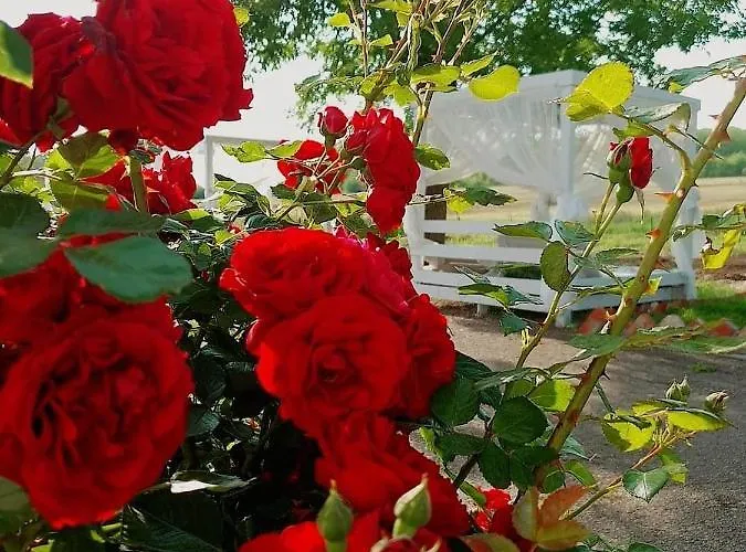 Boemul Гостевой дом