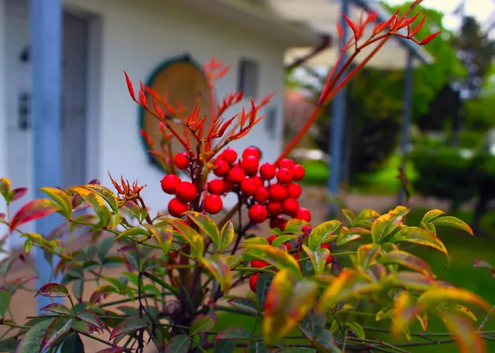 Boemul 4* ネプトゥン